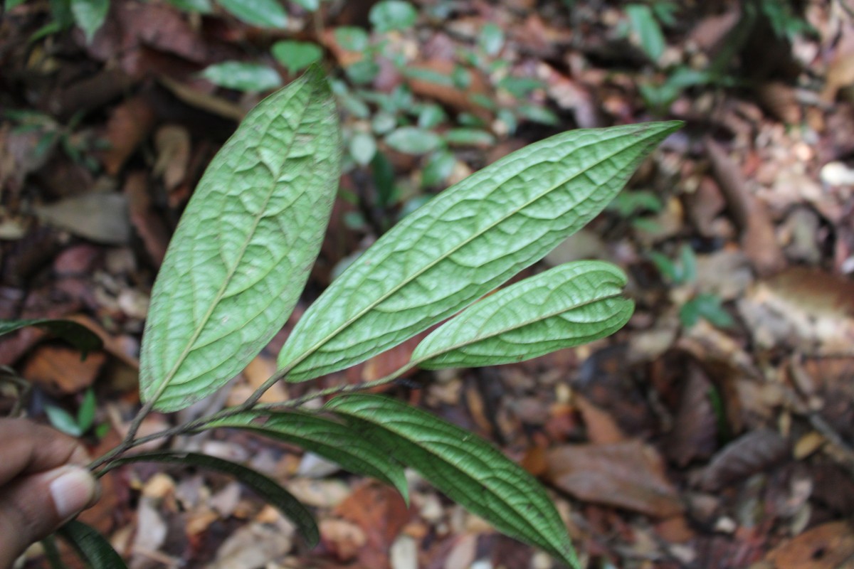 Diospyros albiflora Alston